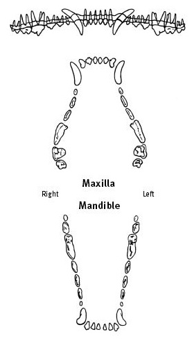 dogteethdiagram