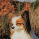 137239121_1303449860036717_6738561759619176642_n