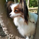 20200427_131356_InPixio