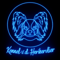 Papillon Kennel v.d. Herikervlier